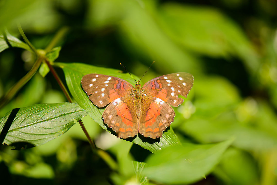 Scarlet peacock in full sun, Santa Mar&iacute;a, Colombia  Anartia amathea,Boyac&aacute;,Colombia,Santa Mar&iacute;a,Scarlet peacock,South America,World