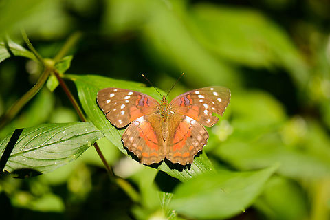 Scarlet peacock in full sun, Santa Mar&iacute;a, Colombia  Anartia amathea,Boyac&aacute;,Colombia,Santa Mar&iacute;a,Scarlet peacock,South America,World