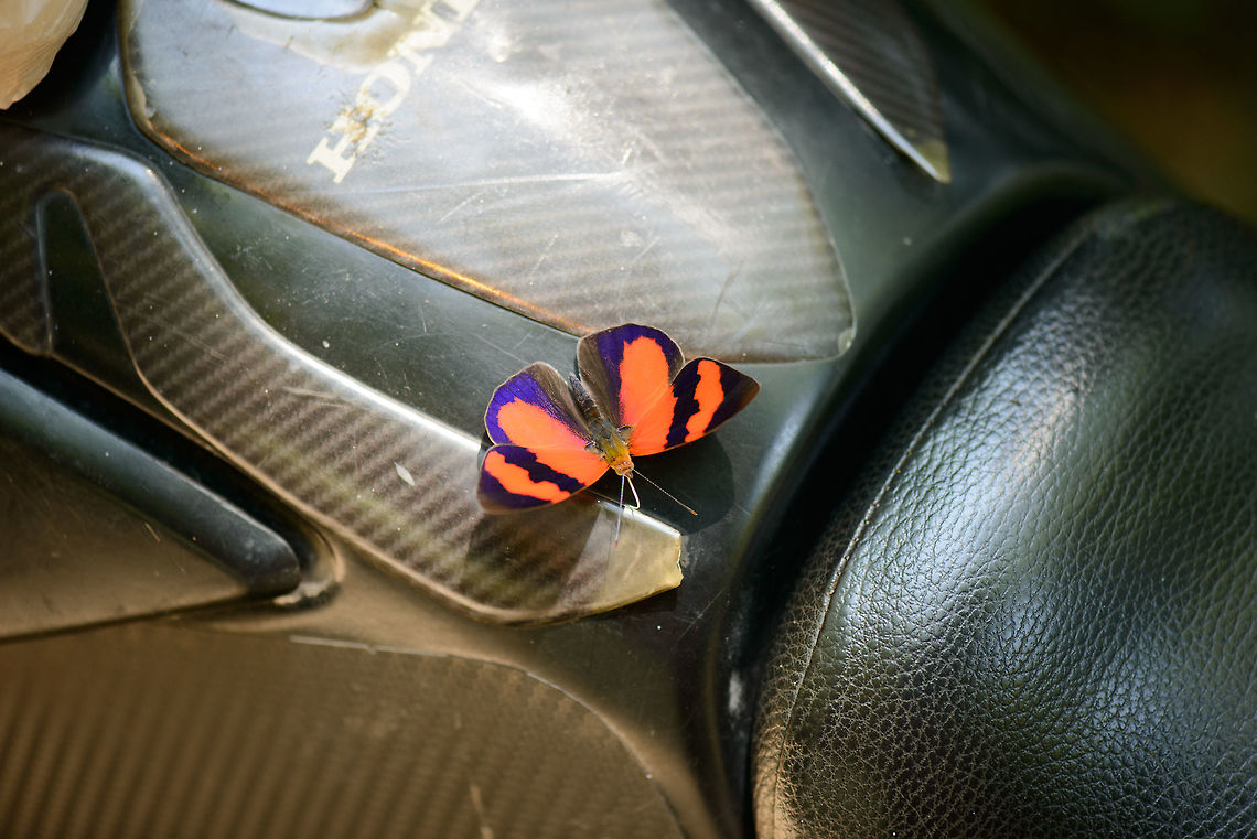 Bright orange butterfly, Santa María, Colombia Found on the bike of one of the guides. It is exceptionally bright in its orange. Callicore pitheas is my wild guess for now. Boyacá,Colombia,Santa María,Scarlet Knight,South America,Temenis pulchra,World