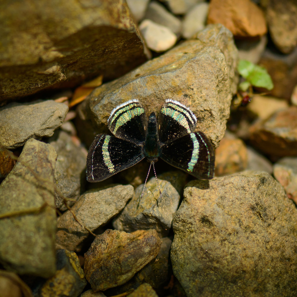 Shiny butterfly, Santa María, Colombia A metalmark, possibly. Could also be a skipper. Boyacá,Chalodeta theodora,Colombia,Santa María,South America,Theodora Metalmark,World