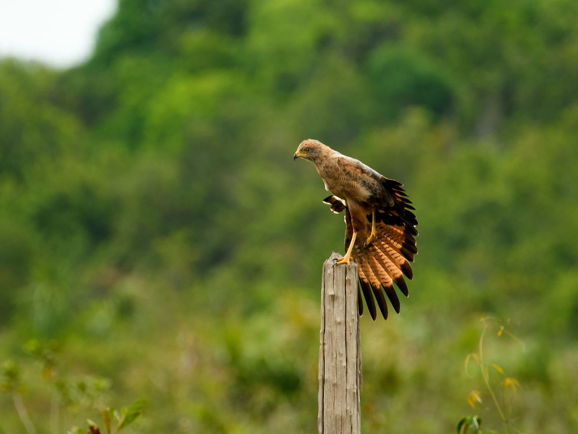 Welcome to the Amazon Hereby opening part II of our trip to Colombia. The first part was in Santa Maria:<br />
<br />
<a href="https://www.jungledragon.com/tag/33311/santa_mara.html" title="Santa Mar&iacute;a" class="tag"><em>342</em>Santa Mar&iacute;a</a><br />
<br />
This second part is in the Amazonian region of Colombia, in the far east. Upon arriving there, we did a short hike where our first spotting was this omnipresent Roadside hawk. Buteo magnirostris,Colombia,Fall,Geotagged,Guain&iacute;a,In&iacute;rida,Roadside Hawk,South America,World