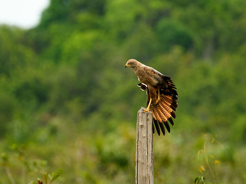 Welcome to the Amazon Hereby opening part II of our trip to Colombia. The first part was in Santa Maria:

https://www.jungledragon.com/tag/33311/santa_mara.html

This second part is in the Amazonian region of Colombia, in the far east. Upon arriving there, we did a short hike where our first spotting was this omnipresent Roadside hawk. Buteo magnirostris,Colombia,Fall,Geotagged,Guain&iacute;a,In&iacute;rida,Roadside Hawk,South America,World