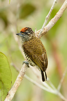Golden-spangled piculet closeup, Inírida, Colombia  Colombia,Fall,Geotagged,Golden-spangled piculet,Picumnus exilis,South America,World