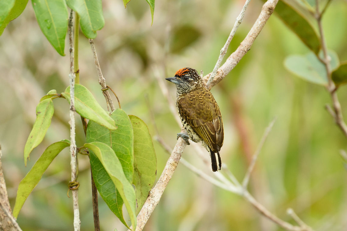Golden-spangled piculet, In&iacute;rida, Colombia  Amazon,Colombia,Fall,Geotagged,Golden-spangled piculet,Picumnus exilis,South America,World