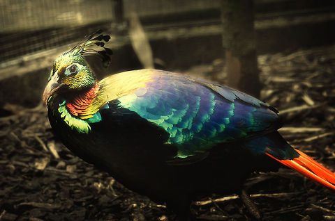 Himalayan Monal (glow in the dark) How pretty can you design a bird?  This bird blows my mind, check out its neck. BestZOO,Geotagged,Himalayan Monal (Danphe),Lophophorus impejanus,The Netherlands