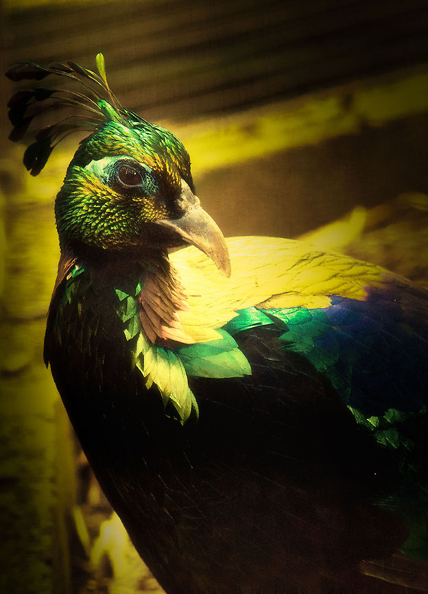 Master of Colour Himalayan Monal, one of the brighest and shiniest birds I've ever seen. I had to post process heavily to disguise some errors. This birds is constantly on the move, very hard to make a good composition and exposure. BestZOO,Geotagged,Himalayan Monal (Danphe),Lophophorus impejanus,The Netherlands