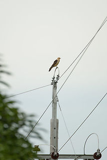 Yellow-headed Caracara on electricity mast, Inírida, Colombia  Colombia,Guainía,Inírida,Milvago chimachima,South America,World,Yellow-headed caracara