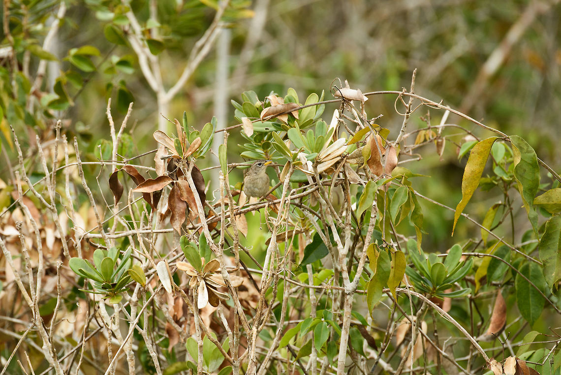 Wedge-tailed grass finch, In&iacute;rida, Colombia Relatively dull looking, making it hard to identify in the sea of birds that Colombia has to offer. However, some details make this one clear: the white mask around the eyes, the very yellow beak with its tiny curve, and its yellow/black feathers only partly visible here. Colombia,Emberizoides herbicola,Guain&iacute;a,In&iacute;rida,South America,Wedge-tailed grass finch,World
