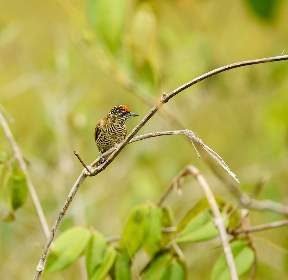 Orinoco piculet side view, Inírida, Colombia  Colombia,Fall,Geotagged,Golden-spangled piculet,Guainía,Inírida,South America,World