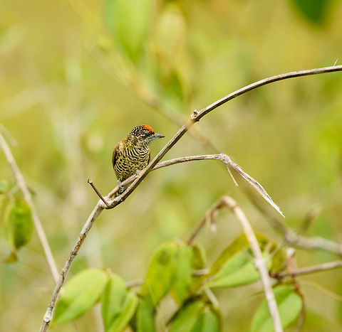 Orinoco piculet side view, In&iacute;rida, Colombia  Colombia,Fall,Geotagged,Golden-spangled piculet,Guain&iacute;a,In&iacute;rida,South America,World