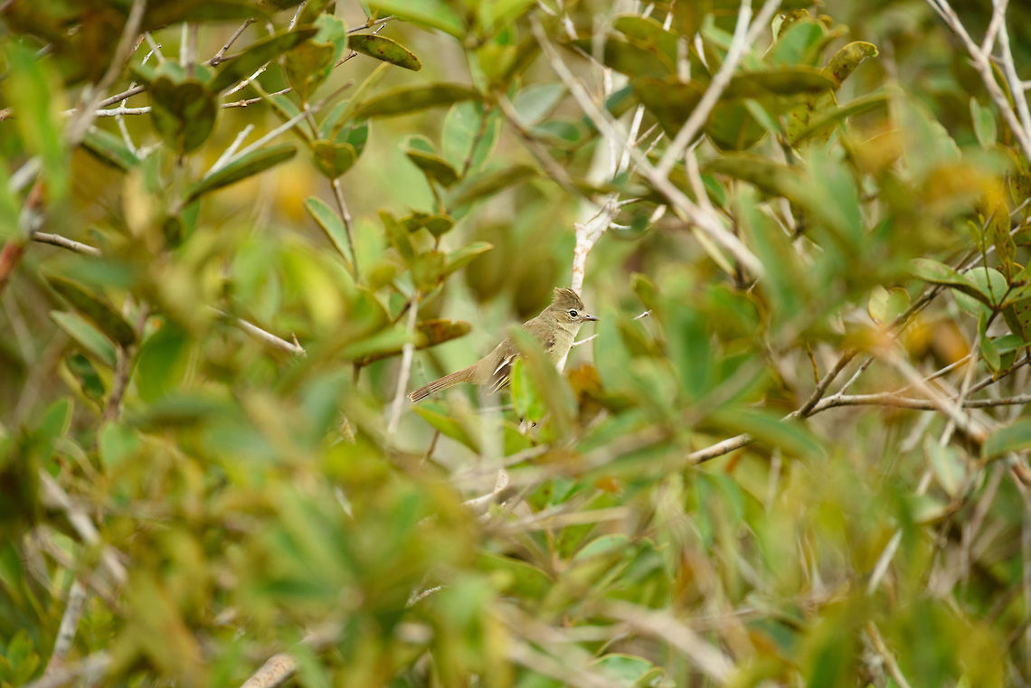 Plain-crested elaenia, In&iacute;rida, Colombia Obscured view of this plain-crested elaenia through the shrubs. Full body view in this remote shot:<br />
<figure class="photo"><a href="https://www.jungledragon.com/image/50088/plain-crested_elaenia_inrida_colombia.html" title="Plain-crested elaenia, In&iacute;rida, Colombia"><img src="https://s3.amazonaws.com/media.jungledragon.com/images/2/50088_thumb.jpg?AWSAccessKeyId=05GMT0V3GWVNE7GGM1R2&Expires=1769040010&Signature=FqcRj%2FmGGkEyOGEnhALXACsh2VI%3D" width="200" height="134" alt="Plain-crested elaenia, In&iacute;rida, Colombia  Colombia,Elaenia cristata,Fall,Geotagged,Guain&iacute;a,In&iacute;rida,South America,World,plain-crested elaenia" /></a></figure> Colombia,Elaenia cristata,Fall,Geotagged,Guain&iacute;a,In&iacute;rida,South America,World,plain-crested elaenia