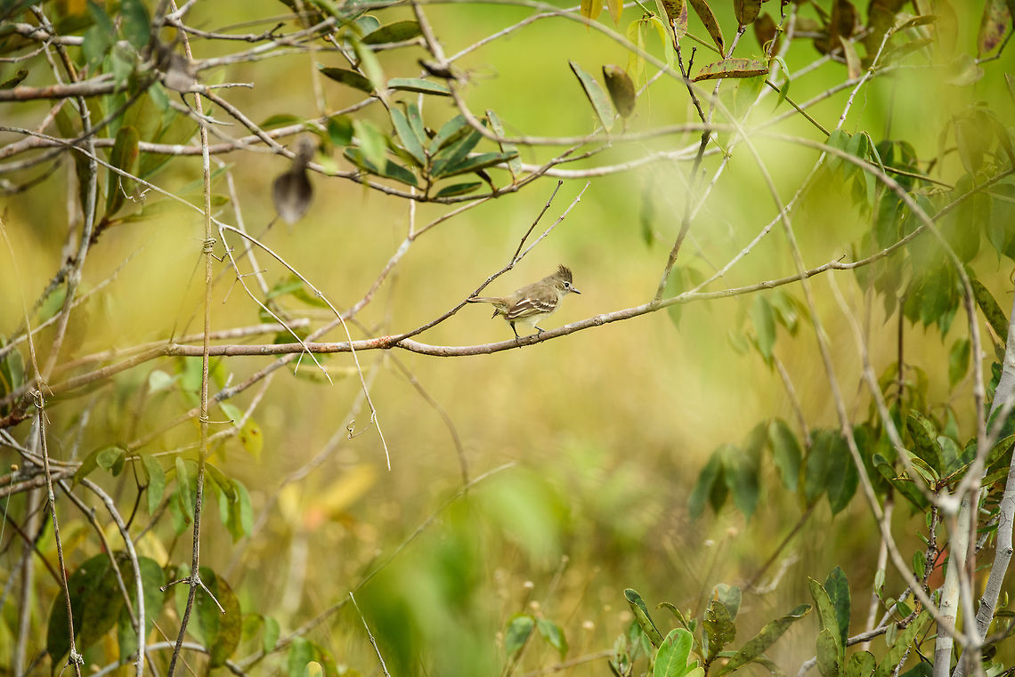 Plain-crested elaenia, In&iacute;rida, Colombia  Colombia,Elaenia cristata,Fall,Geotagged,Guain&iacute;a,In&iacute;rida,South America,World,plain-crested elaenia