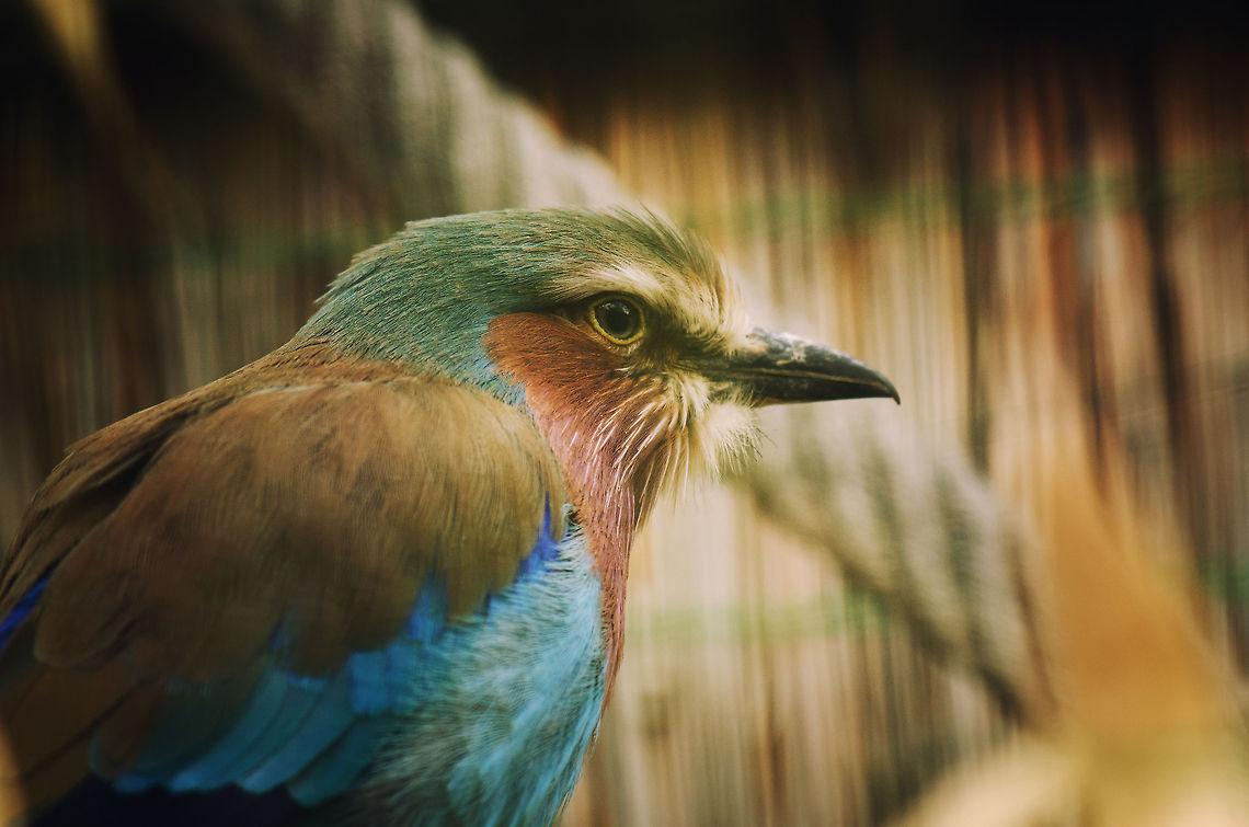 Lilac-breasted Roller The bird with the highest amount of colors in a single feather deck in Africa. BestZOO,Coracias caudatus,Geotagged,Lilac-breasted Roller,The Netherlands