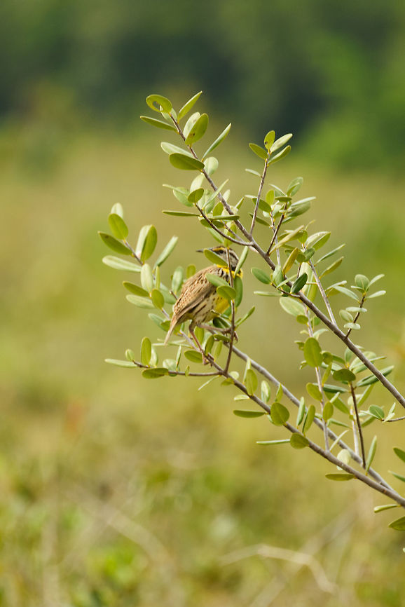 Eastern meadowlark, In&iacute;rida, Colombia  Colombia,Eastern meadowlark,Fall,Geotagged,Guain&iacute;a,In&iacute;rida,South America,Sturnella magna,World