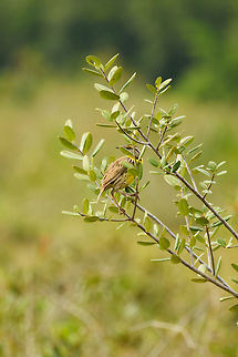 Eastern meadowlark, In&iacute;rida, Colombia  Colombia,Eastern meadowlark,Fall,Geotagged,Guain&iacute;a,In&iacute;rida,South America,Sturnella magna,World