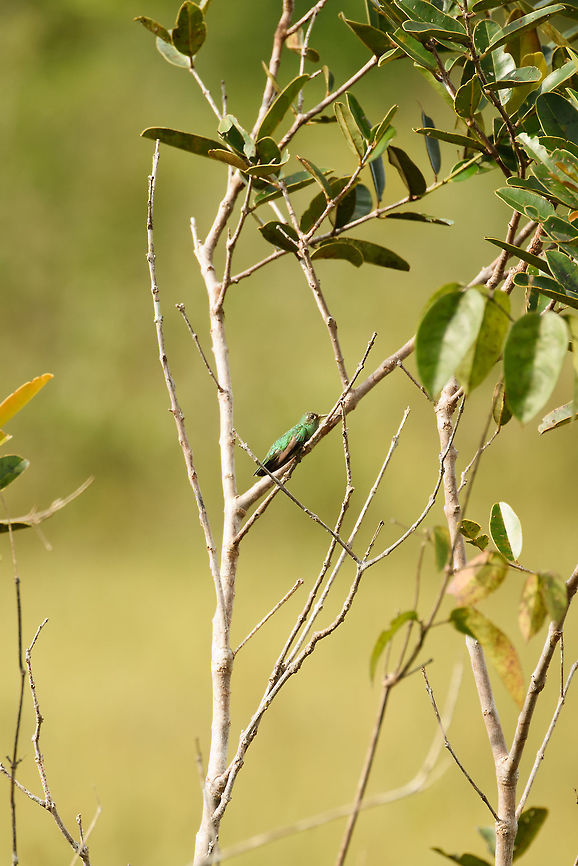 Green-tailed goldenthroat, Inírida, Colombia It&#039;s not easy to get close to a wild hummingbird, so this is the best we could do with this one, which was enjoying a rare moment of rest. Colombia,Fall,Geotagged,Guainía,Inírida,Polytmus theresiae,South America,World,green-tailed goldenthroat