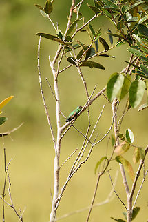 Green-tailed goldenthroat, Inírida, Colombia It's not easy to get close to a wild hummingbird, so this is the best we could do with this one, which was enjoying a rare moment of rest. Colombia,Fall,Geotagged,Guainía,Inírida,Polytmus theresiae,South America,World,green-tailed goldenthroat