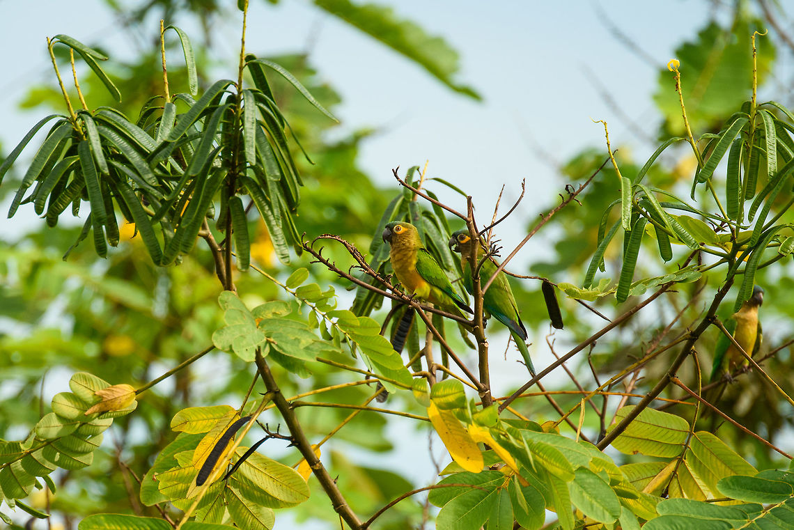 Brown-throated parakeet couple, In&iacute;rida, Colombia Lovely couple that landed high in nearby trees after a very loud flight. This species has many sub species with a wild variety in color, this being one of the most explicit variations. Brown-throated parakeet,Colombia,Eupsittula pertinax,Fall,Geotagged,Guain&iacute;a,In&iacute;rida,South America,World