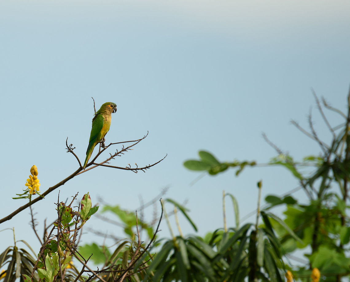 Brown-throated parakeet chatting, Inírida, Colombia  Brown-throated parakeet,Colombia,Eupsittula pertinax,Fall,Geotagged,Guainía,Inírida,South America,World