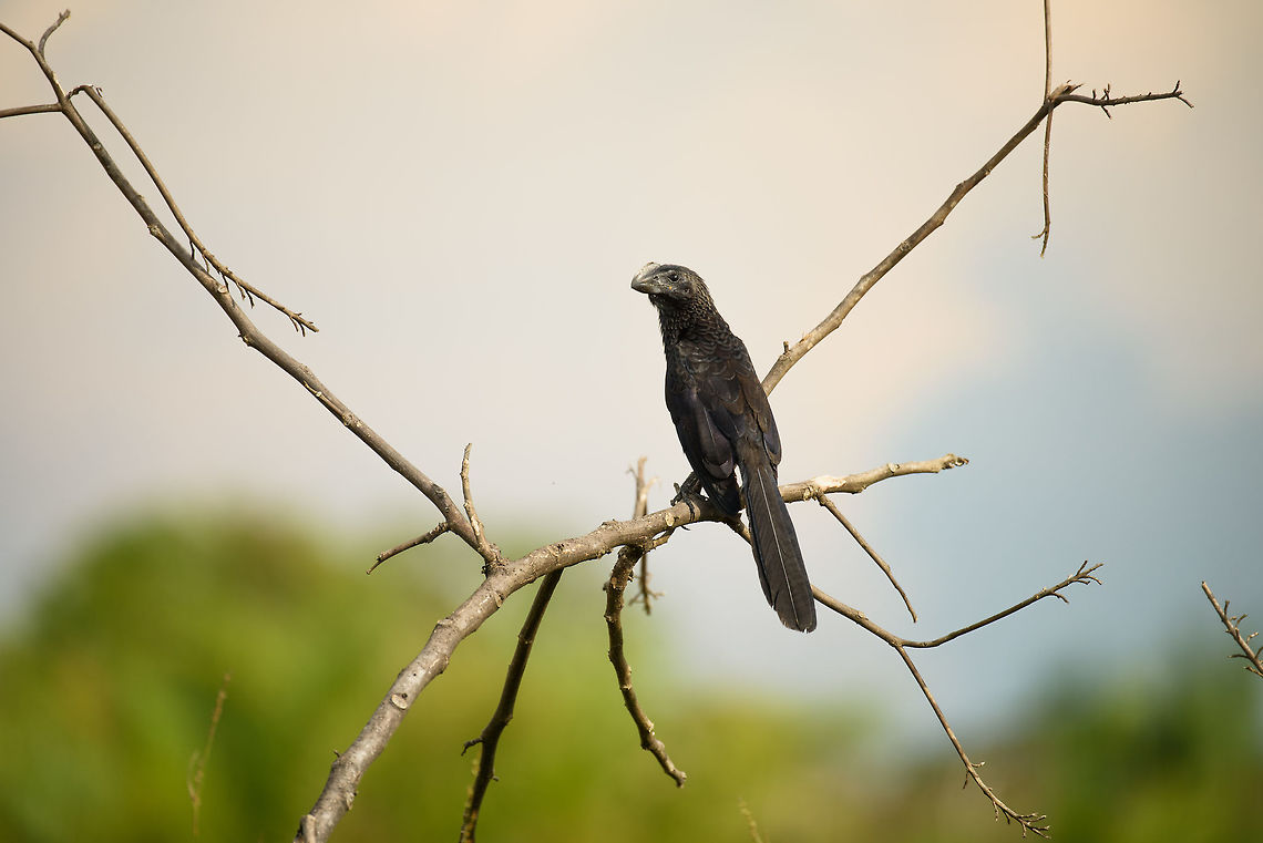 Smooth-billed ani, Inírida, Colombia  Colombia,Crotophaga ani,Fall,Geotagged,Guainía,Inírida,Smooth-billed ani,South America,World