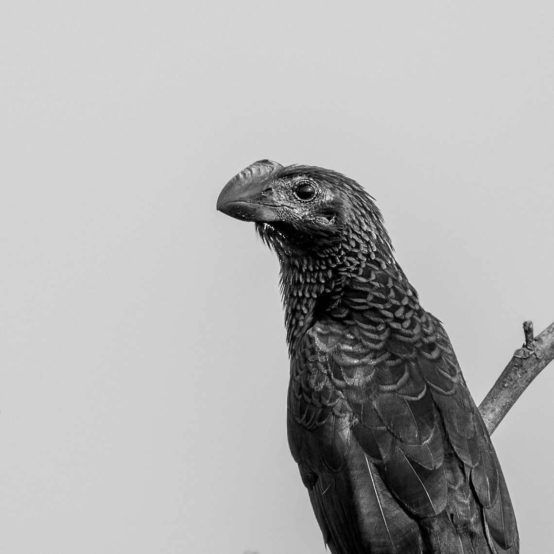 Smooth-billed ani closeup, Inírida, Colombia Black and white crop to highlight the bill. Colombia,Crotophaga ani,Fall,Geotagged,Guainía,Inírida,Smooth-billed ani,South America,World,black and white