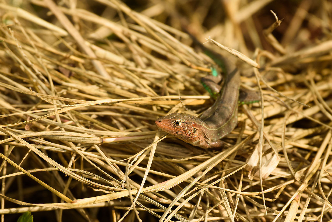 Lizard/gecko in In&iacute;rida, Colombia We were in an open field with shrubs next to a road. With plenty of lizard eating birds perched on the trees, this lizard had every reason to be stealthy. I don't know yet which species it is. It looks relatively plain but if you look closely at its hind legs, it reveals a bright green color on the underside. Cnemidophorus lemniscatus,Colombia,Fall,Geotagged,Guain&iacute;a,In&iacute;rida,South America,World