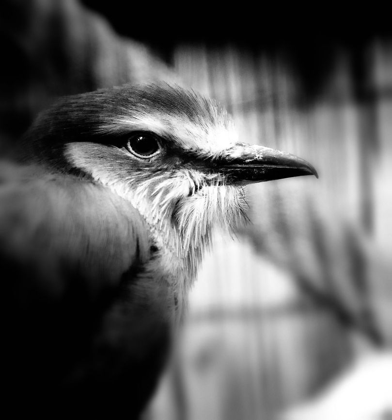 Lilac-breasted Roller (BW) A B&amp;W edit of a Lilac-breasted roller, to highlight its not only beautiful because of its colors. BestZOO,Coracias caudatus,Geotagged,Lilac-breasted Roller,The Netherlands