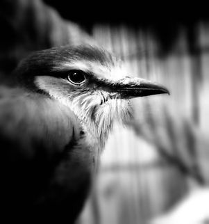 Lilac-breasted Roller (BW) A B&W edit of a Lilac-breasted roller, to highlight its not only beautiful because of its colors. BestZOO,Coracias caudatus,Geotagged,Lilac-breasted Roller,The Netherlands