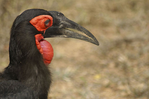 Southern ground-hornbill Colorful sideview of a Southern ground-Hornbill, emphasizing its enormous beak it uses to break open shells. Birds,Bucorvus leadbeateri,Closeup,Hornbill,South Africa,Southern Ground Hornbill,Southern ground-hornbill