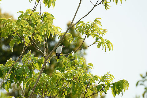 Black-tailed tityra, Inírida, Colombia Remote shot, cropped. Can be recognized by its all-black tail, whereas its look-a-like the Black-crowned tityra has a black tail with a white tip. Black-tailed tityra,Colombia,Guainía,Inírida,South America,Tityra cayana,World