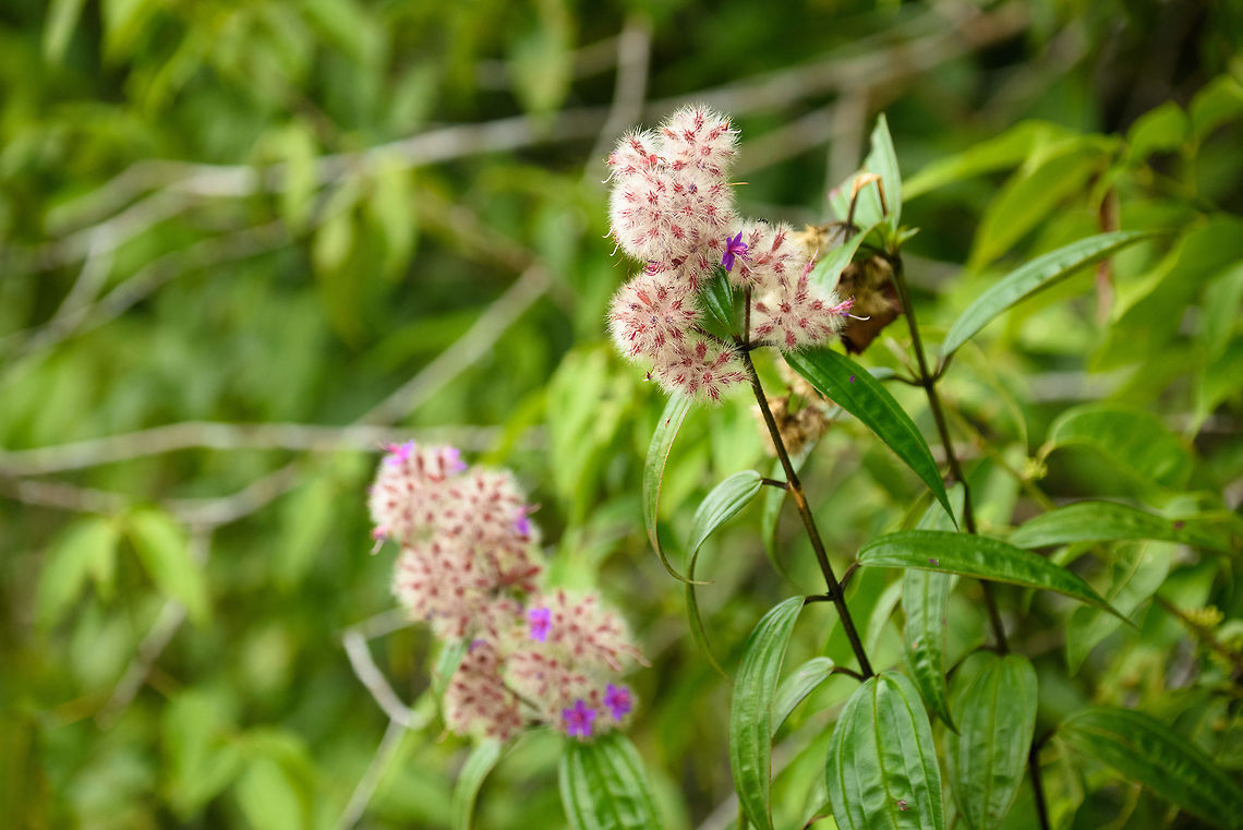 Plant with hairy flowers, In&iacute;rida, Colombia  Colombia,Guain&iacute;a,In&iacute;rida,South America,World