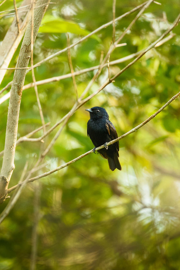 Amazonian black tyrant, In&iacute;rida, Colombia  Amazonian black tyrant,Colombia,Fall,Geotagged,Guain&iacute;a,In&iacute;rida,Knipolegus poecilocercus,South America,World