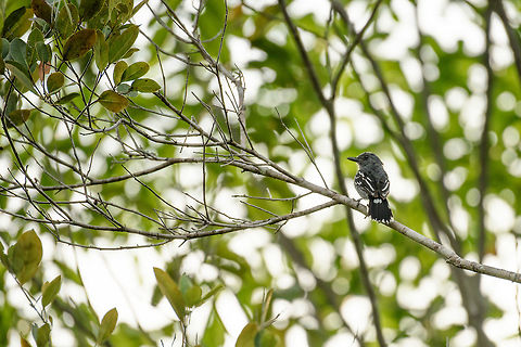 Amazonian antshrike, Inírida, Colombia Shot against the light, so I had to pull the shadows to make it somewhat visible. Fun fact: the family of ant birds is named after behavior seem in some of the species where they actively follow ant colonies as the ants leave their nest to go on a killing spree, the bird picking up some of the spoils of war. Some antshrikes are elusive and hard to find, hence ants are a helpful tool in trying to find them. Amazonian antshrike,Colombia,Guainía,Inírida,South America,Thamnophilus amazonicus,World