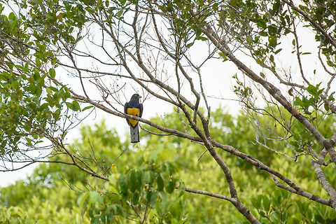 Green-backed Trogon, Inírida, Colombia I prefer the common name Amazonian White-tailed Trogon, because their back really isn't that green, more blue depending on the light. Colombia,Fall,Geotagged,Green-backed Trogon,Guainía,Inírida,South America,Trogon viridis,World