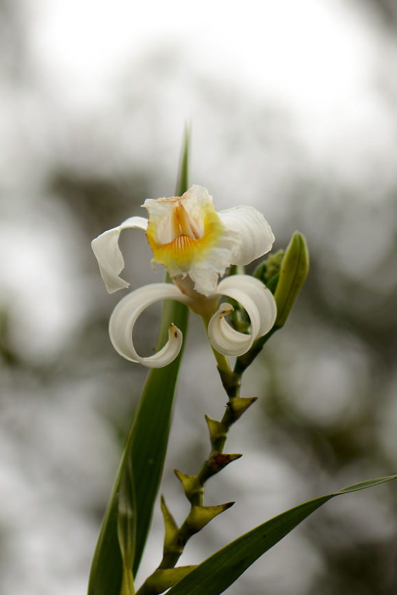 White curly orchid, Inírida, Colombia  Colombia,Guainía,Inírida,Sobralia liliastrum,South America,World
