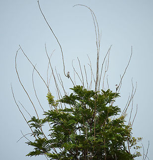 Black-tailed tityra couple, Inírida, Colombia  Black-tailed tityra,Colombia,Fall,Geotagged,Guainía,Inírida,South America,Tityra cayana,World