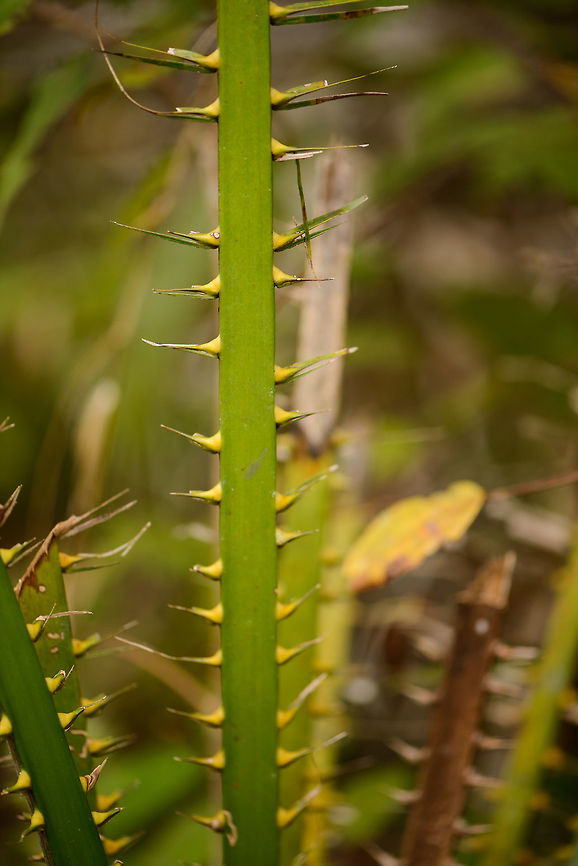 Straight cactus with deep yellow spikes, Inírida, Colombia  African oil palm,Colombia,Elaeis guineensis,Guainía,Inírida,South America,World