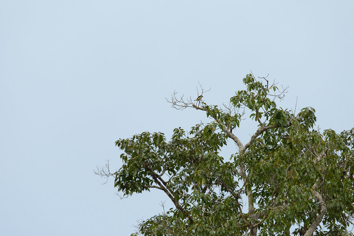 Gilded barbet, In&iacute;rida, Colombia Very remote shot, just sharing it for the species value. Capito auratus,Colombia,Fall,Geotagged,Guain&iacute;a,In&iacute;rida,South America,World,gilded barbet