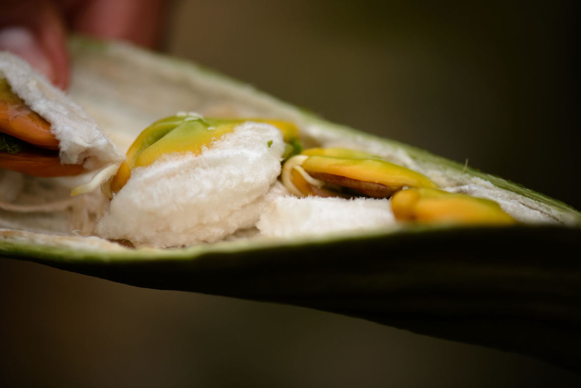 Ice-cream-bean, Inírida, Colombia This has to be one of the most useful fruits we have come across. These very long beans were growing everywhere in the wild. You can just pick them, open them, and eat the white pulp inside. No need to wash them. Taste is sweet and soft and it also helps with thirst.  Colombia,Guainía,Ice-cream-bean,Inga edulis,Inírida,South America,World