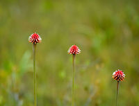 Flower of Inirida, Inírida, Colombia On our 2nd day in the Colombian Amazon, we were supposed to cross a stream by jeep to access a remote birding spot. The jeep immediately got stuck in the water, and we had to continue on a 2 hour walk muddying through water at knee level. As we did so, we saw hundreds of these flowers. The locals cannot stop talking about it. It is locally endemic, quite beautiful and you'll see it in vases in everybody's house. Even when it is completely dried out, it is a nice piece of decoration. Colombia,Fall,Geotagged,Guacamaya superba,Guainía,Inírida,South America,World
