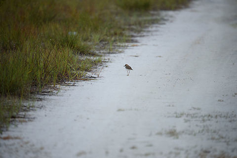 Collared plover, White-sand forest, In&iacute;rida, Colombia At a first glance, this may appear as a relatively poor shot of some common shore bird on a beach somewhere. You'd be right about the shot being poor, about it being a shore bird, but not about this being at a beach. Check the location, this is in the Colombian Amazon with no beach in sight for hundreds if not thousands of miles. 

This ecosystem is rare, and called a white-sand forest:
https://en.wikipedia.org/wiki/Sand_forest

Even Wikipedia leaves many questions unanswered about this ecosystem.  Charadrius collaris,Collared plover,Colombia,Fall,Geotagged,Guain&iacute;a,In&iacute;rida,South America,World