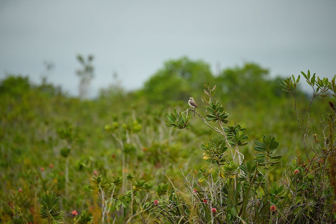 Tropical mockingbird, Inírida, Colombia Our jeep got stuck in this swamp in the Colombian Amazon, after which we waded through knee level water for two hours. The nice thing about this slow progression is that we could take our time to watch the surroundings. The many red dots you see in the photo are the locally endemic flower of In&iacute;rida:<br />
<figure class="photo"><a href="https://www.jungledragon.com/image/50146/flower_of_inirida_inrida_colombia.html" title="Flower of Inirida, In&iacute;rida, Colombia"><img src="https://s3.amazonaws.com/media.jungledragon.com/images/2/50146_thumb.jpg?AWSAccessKeyId=05GMT0V3GWVNE7GGM1R2&Expires=1759968010&Signature=YUtGcBbOY%2BrMX89oe%2BBRWNvW%2BIQ%3D" width="200" height="154" alt="Flower of Inirida, In&iacute;rida, Colombia On our 2nd day in the Colombian Amazon, we were supposed to cross a stream by jeep to access a remote birding spot. The jeep immediately got stuck in the water, and we had to continue on a 2 hour walk muddying through water at knee level. As we did so, we saw hundreds of these flowers. The locals cannot stop talking about it. It is locally endemic, quite beautiful and you&#039;ll see it in vases in everybody&#039;s house. Even when it is completely dried out, it is a nice piece of decoration. Colombia,Fall,Geotagged,Guacamaya superba,Guain&iacute;a,In&iacute;rida,South America,World" /></a></figure> Colombia,Fall,Geotagged,Guainía,Inírida,Mimus gilvus,South America,Tropical Mock,World