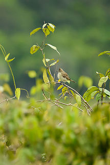 Plain-crested elaenia at white-sand forest, In&iacute;rida, Colombia  Colombia,Elaenia cristata,Fall,Geotagged,Guain&iacute;a,In&iacute;rida,South America,World,plain-crested elaenia