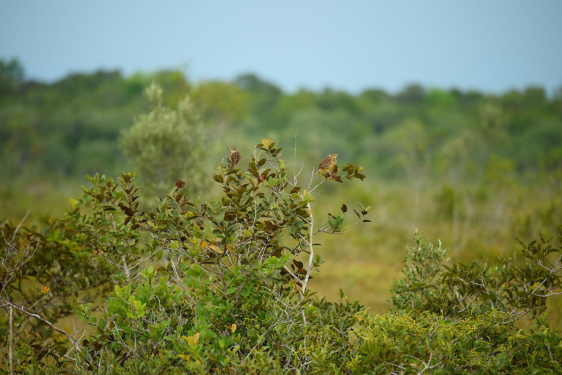 Eastern meadowlark couple in white-sand forest, In&iacute;rida, Colombia Yeah, 400mm really is not enough range, I know. Colombia,Eastern meadowlark,Fall,Geotagged,Guain&iacute;a,In&iacute;rida,South America,Sturnella magna,World