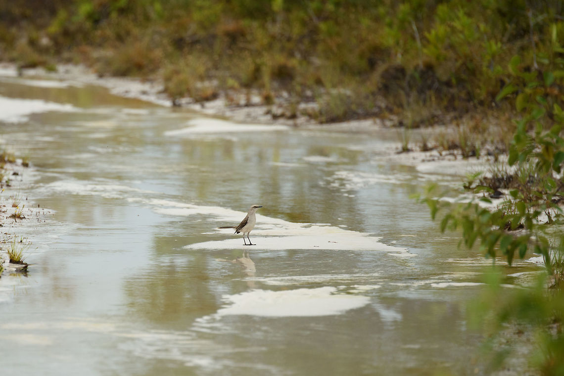 Tropical mockingbird in white-sand forest, In&iacute;rida, Colombia Showing some more scenery of this bizarre eco system named the "white-sand forest". We were alternating between walking through water knee level deep, waist level deep, and dry patches like these that show the white sand. You can imagine what the full heat of the Amazon does combined with beach sand and a pale skin. We were literally roasted.  Colombia,Fall,Geotagged,Guain&iacute;a,In&iacute;rida,Mimus gilvus,South America,Tropical Mock,World