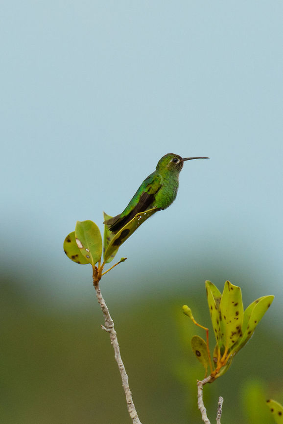 Green-tailed goldenthroat at white-sand forest, Inírida, Colombia  Colombia,Fall,Geotagged,Guainía,Inírida,Polytmus theresiae,South America,World,green-tailed goldenthroat