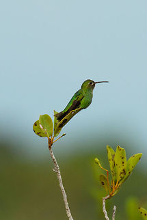 Green-tailed goldenthroat at white-sand forest, Inírida, Colombia Colombia,Fall,Geotagged,Guainía,Inírida,Polytmus theresiae,South America,World,green-tailed goldenthroat