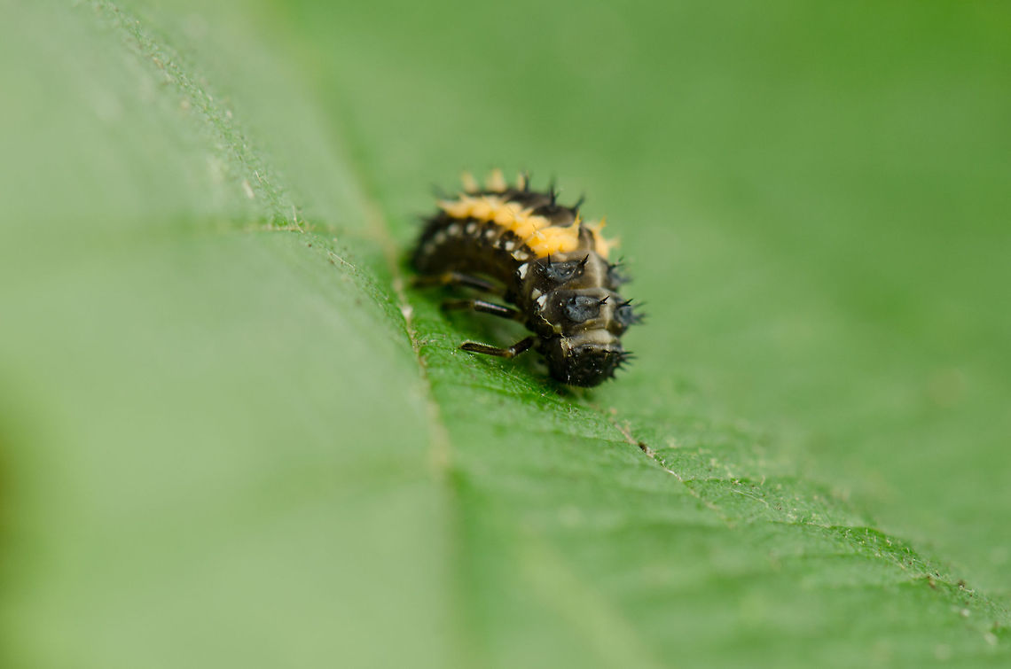 Ladybug life cycle (1/3) Larva I was about to trim some overgrown bushes in our garden when I found dozens of Ladybug larvae like this one in various stages of growth. A perfect excuse to leave the bushes for what they are :)<br />
<br />
I also spotted aphids on some plants in our garden, which is an extre incentive to keep these larvae, each one is a very productive predator that will eat hundreds of aphids each day. Harmonia axyridis,Heesch,Ladybug or Ladybird,Macro