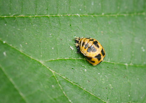 Ladybug life cycle (2/3) Pupa In stage 2 of the Ladybug's life cycle, the larva has reached maturity and transforms into a hard-shelled cocoon that locks itself into a fixed position.  7-spot Ladybird,Harmonia axyridis,Heesch,Ladybug or Ladybird,Macro