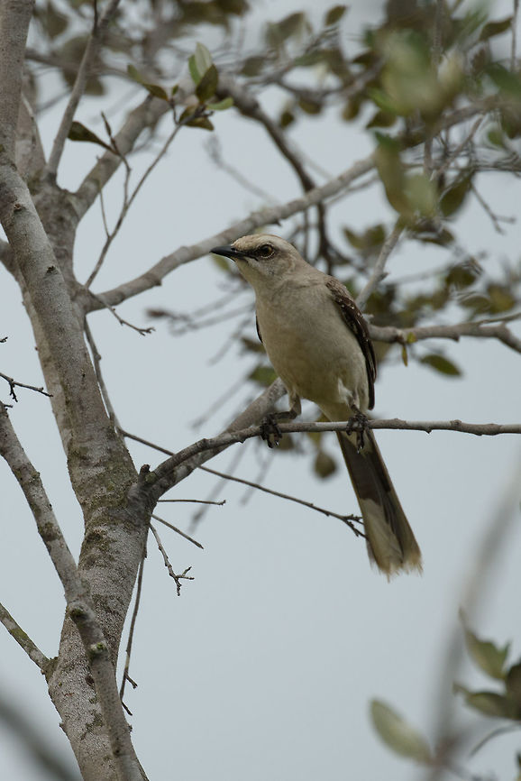 Tropical mockingbird closeup in white-sand forest, In&iacute;rida, Colombia  Colombia,Guain&iacute;a,In&iacute;rida,Mimus gilvus,South America,Tropical Mock,World